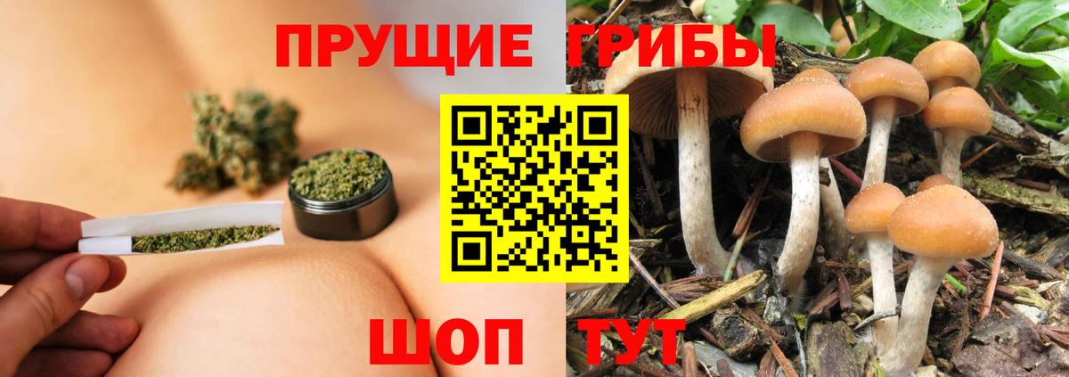 Галлюциногенные грибы Psilocybe  Вход с VPN  Карачаевск 